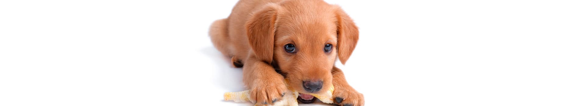 Petmeal dieta especializada para perros