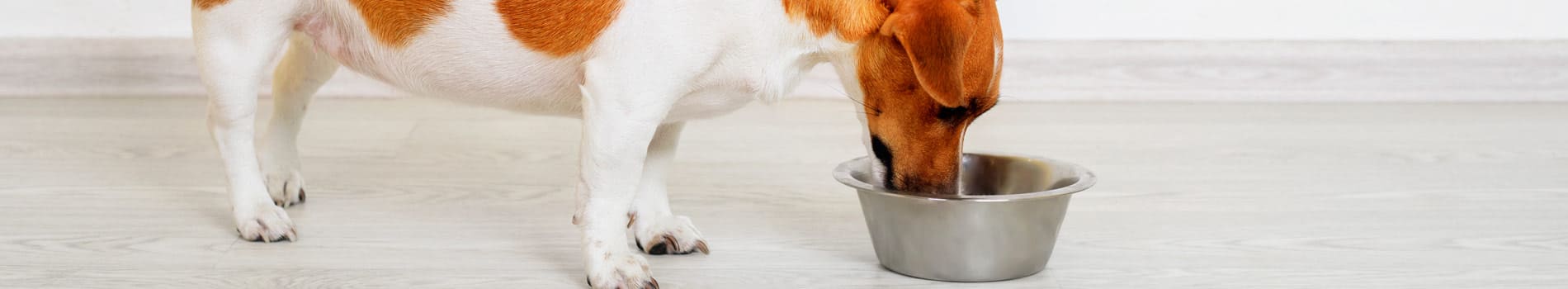 Petmeal dieta especializada para perros